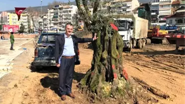 6 Asırlık Zeytin Ağacı Nakledildi