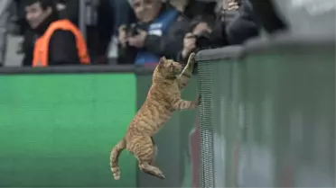Beşiktaş - Bayern Münih Maçında Sahaya Giren Kedi UEFA Disiplin Soruşturmasında