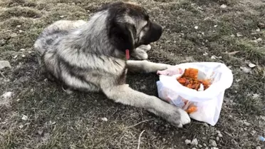 Yaralı Köpeğe Çaldıran Belediyesi Ekipleri Sahip Çıktı