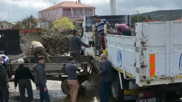 Yunusemre'de Fidan Dağıtımları Sürüyor