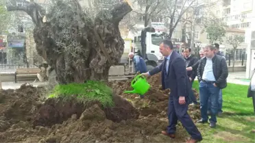 Tarihi Zeytin Ağaçları Gemlik Merkezinde