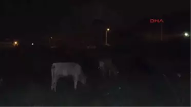 Adana - Çoban Uyudu, Hayvanlar Bulvara Çıktı