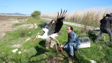 Yaralı Leylekler İyileştirilip Doğaya Salındı