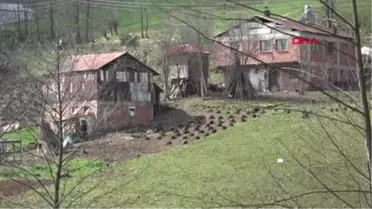 Trabzon-Bu Köy Kanserden Ölüyor