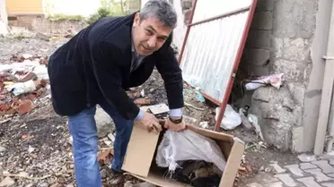 Yavru Köpeklerle Annesi Hayvan Barınağına Alındı
