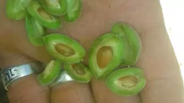 Kayısıyı Yine Don Vurdu