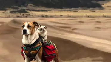 Doğasever Kedi ile Köpeğin Alışılmadık Yol Arkadaşlığı