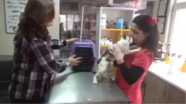 Zonguldak-3 Veteriner, 3,5 Saatlik Operasyonla 'Boncuk'u Sağlığına Kavuşturdu