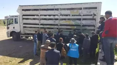 Kaman'da Genç Çiftçilere Küçükbaş Hayvan Dağıtımı Yapıldı
