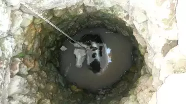 Su Kuyusuna Düşen İnek Kurtarıldı