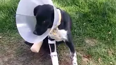 Bacakları Kapana Sıkışan Köpeğe Protez Takılacak