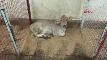 Samsun Buzağı Ölümlerini Önlemek İçin 'Buzağı Can Sütü' Projesi