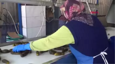 Bursa-Turşu Üretim Merkezi Gedelek'te Ramazan Mesaisi-Hd