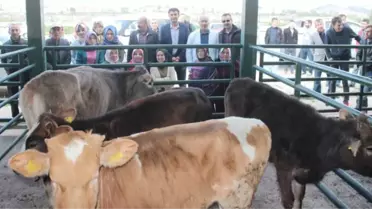 Tavşanlı'da 14 Genç Çiftçi 6'şar Adet Damızlık Düve