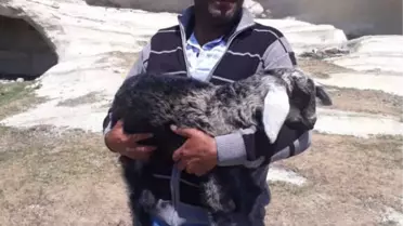Frig Vadisinde Mahsur Kalan Yavru Keçiyi Afad Ekibi Kurtardı