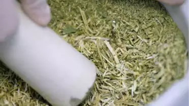 Kansere Çare Olan: Pelemir Bitkisi