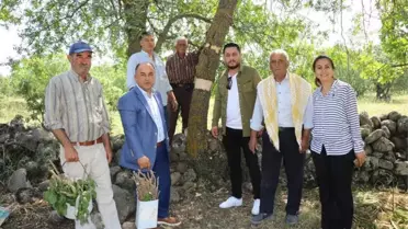 Yunusemre'de 80 Bin Ağaca Aşılama