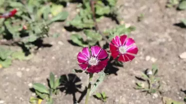 Koruma Altına Alınan Sevgi Çiçekleri Açtı