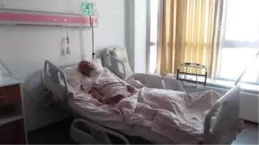 55 Torunlu Asırlık Çınar Ameliyatla Sağlığına Kavuştu