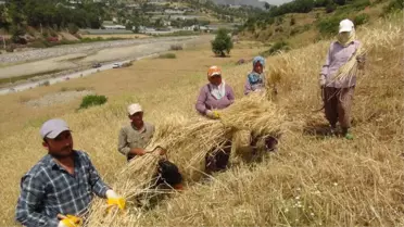 Antalya'da Yılın İlk Buğday Hasadı Başladı