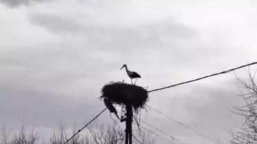 Dikme Köyü'nde Leylek Yuvasını Yaptı