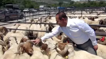 Kozan'da Küçükbaş Hayvan Yetiştiricilerine Damızlık Koç Dağıtıldı