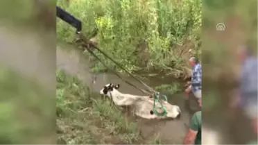 Adana'da İnek Kurtarma Operasyonu