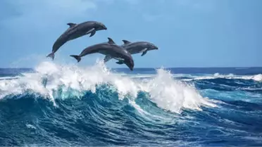 Ukrayna'dan İlginç Çıkış: Rusların Emirlerine Uymayı Reddeden Yunuslar Açlık Grevine Girip Öldü