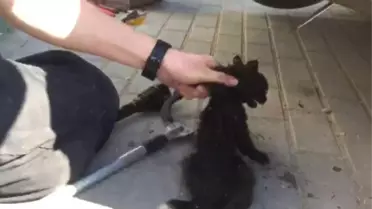 Otomobilin Motoruna Sıkışan Kedi İtfaiye Ekipleri Tarafından Kurtarıldı