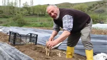 Köyüne Dönen Gurbetçi, Kuşkonmaz Üretimine Başladı