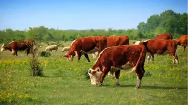 Deli Dana ve Scrapie Hastalığı Tazminat Kapsamına Alındı