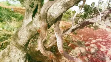 Kahramanmaraş'ta Büyük Panik! Topraktan Zehirli Yılan Fışkırıyor