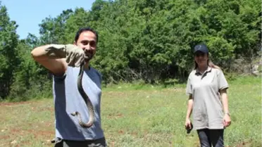 Kahramanmaraş'ta Nesli Tehlikedeki Beyaz Bantlı Engerek Bulundu