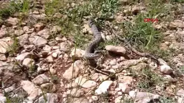 Kahramanmaraş'ta Nesli Tehlikedeki Beyaz Bantlı Engerek Bulundu