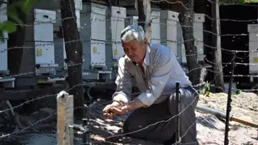 Yanlış İlaçlama Yüzünden Binlerce Arı Telef Oldu