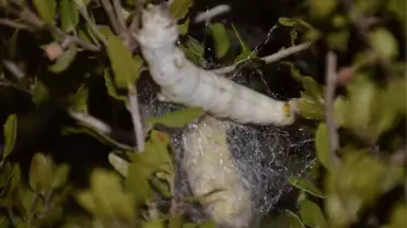 Küçücük Bir Kozadan Kilometrelerce İpek İplik Çıkıyor