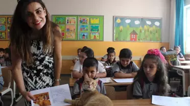 Fenomen Kedi Tombi'nin Dersleri 'Pekiyi'