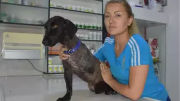 Veterinerin Yanlış Tedavisi, Köpeğin Bacağına Mal Oldu' İddiası