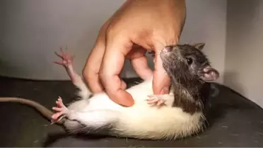 Yeni Zelanda, Kiwi Kuşlarını Yaşatmak İçin Milyonlarca Kemirgeni Öldürmeyi Planlıyor