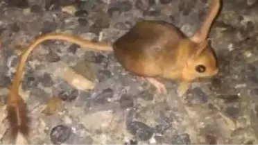 Elazığ'da Görülen Kanguru Faresi Şaşkınlık Yarattı