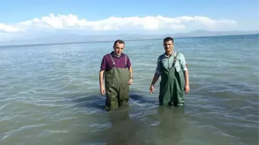 Van'da 500 Kilogram Kaçak Avlanmış Balık Ele Geçirildi