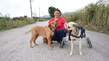 Toplanan Bağışlarla Sakat Kalan Köpeğe Yürüteç Aldı