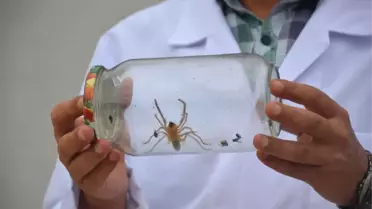Bu Örümcek Yüzünden Koca Bir İl Tedirgin