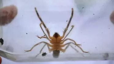 Bu Örümcek Yüzünden Koca Bir İl Tedirgin