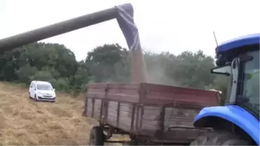 Manyas'ta Buğday Hasadı Sürdürülüyor