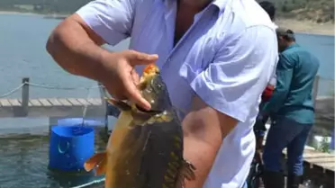 Manisa'da Üretilen 'Aynalı Sazan' Avrupa Sofralarında