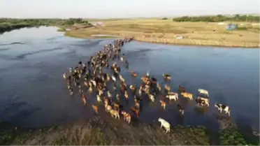 Hayvanları Sıcağın Etkisinden Korumak İçin Nehirden Geçiriyorlar