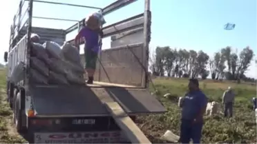 Sandıklı'da Yeni Mahsul Patates Hasadı Başladı