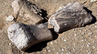 Moğolistan'da 3 Yeni Dinozor Türü Bulundu