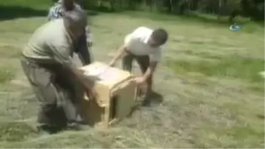 Tedavileri Tamamlanan Yavru Tilkiler ve Keklikler Doğa Bırakıldı